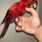 لوري رد صافي هدد مجنون بداية كلام