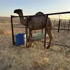 حاشي مفرود