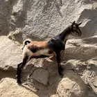 ماعز غنم ضان
