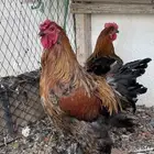 ديك براهماء