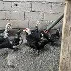 للبيع بط مصري يبيض