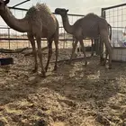 للبيع حشو قعدان عدد2 عمارهن 6شهور