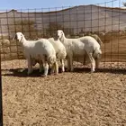 رخال صنف للبيع