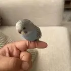 للبيع طير بادجي الحب