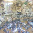 حمام زاجل وفرنسي للبيع عشتين بريده
