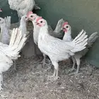 صوص فيومي المنيوم