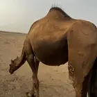 ناقة حمرا طيبه وقريب ولاده