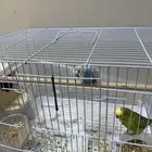 طيور بادجي ( طيور الحب)