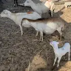 للبيع ضان رفيديات مواليد