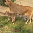 المزاحميه الغطغط