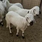 طليان سواكني بيض ذبائح