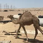 قعود للبيع