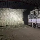 علف دخن للبيع الموقع ساجر مغيب طول85