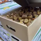 تمري سكري مفتل