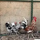 للبيع دجاج بوران (بياض) تم البيع