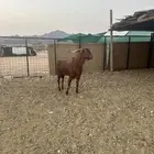 تيس محايلي دهم