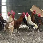 للبيع ديوك بلدي