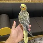 ببغاء كروان أليف جد ا وهدد داخلي ( اقبل البدل )