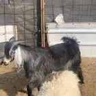 تيوس للبيع 2 وخروف 1الموقع قريب من السوق الجنوبي