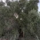 شجر زيتون عملاق العدد محدود وبعض انواع الصبارات