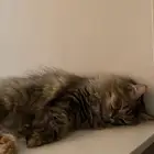 (للتبني )قطة شيرازيه