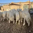 طليان حري فل شحم ولحم