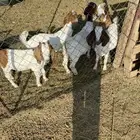 عرض تيوس بورقيت