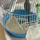 جوز طيور حب بسكاكا