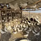 حمام فرنسي منتج