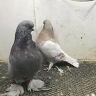 لونق طيور حمام