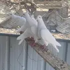 حمام فرنسي منتج كله