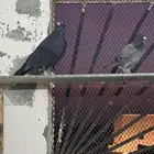 زوج مصري وفرش