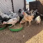 ديكه
