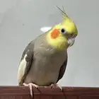 كروان أليف هدد متكلم وريشه كامل