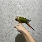 كنيور اناناس