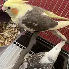حيوان طير كروان انثى وذكر