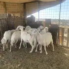 ضان ولد طيبه للبيع