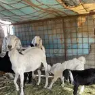 عنز تحتها اثنين للبيع