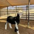 مشاريع فحول نجد