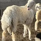 رخال حريات ذبايح