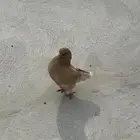 حمام نجران للبيع