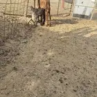 مكه المكرمه شرائع المجاهدين