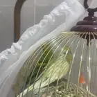 عصافير