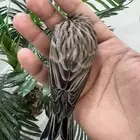 للبيع ذكر كناري كرس تغريد