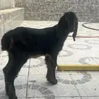 للبيع التيس