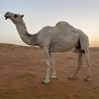 لقحه