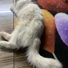 بسه