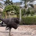 لحم نعام سنه ونصف العمر