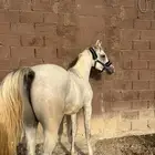 مهر شعبي