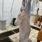 ذبايح طليان رخال حري ذبائح مناسبات ثلاجه يوجد صلخ وتوصيل